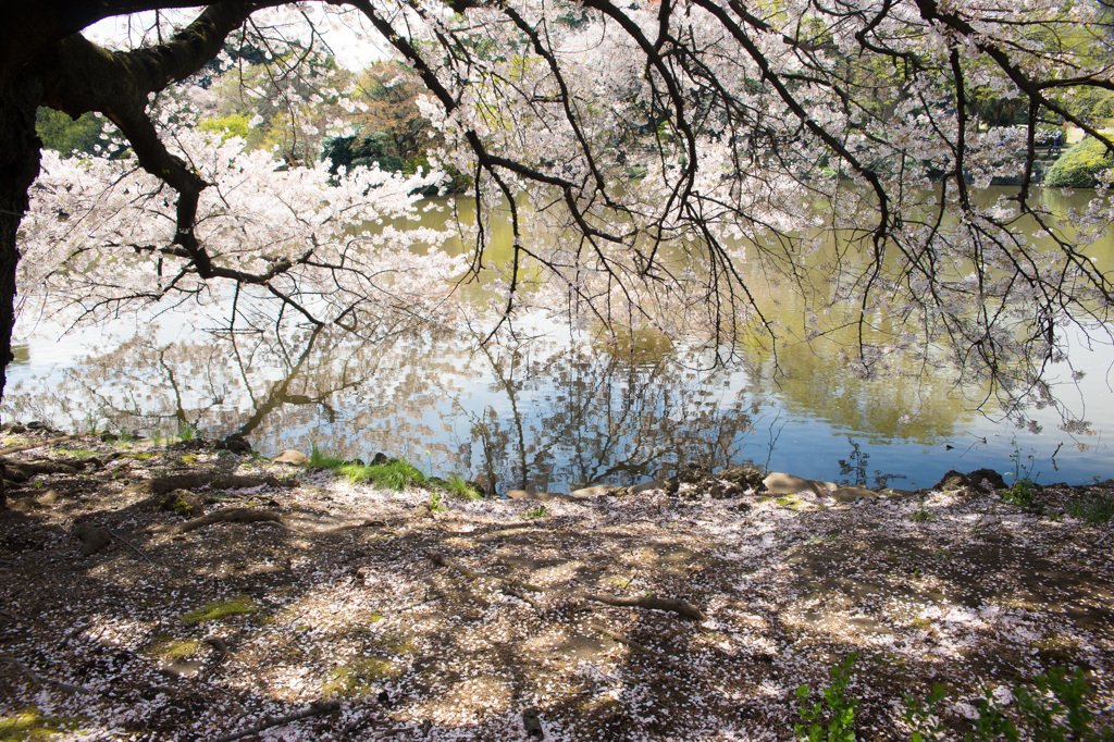 散桜　Ⅲ