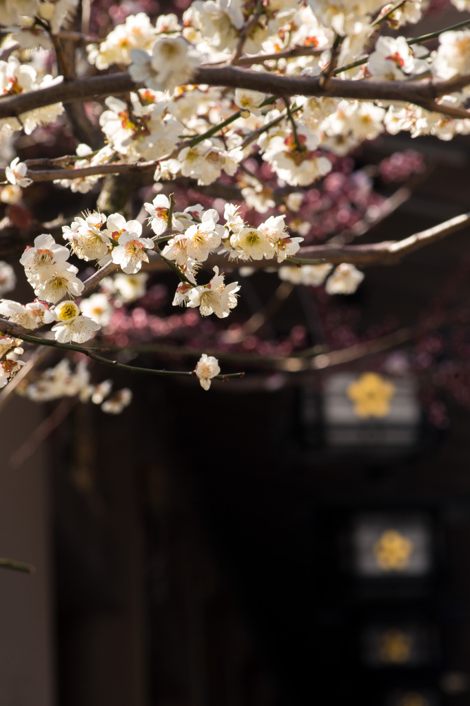 学問の神　Ⅰ