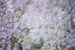 しだれ桜　静