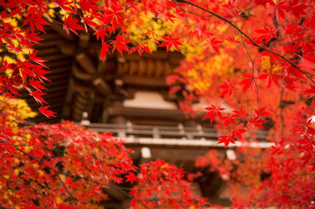 京都に行けなかったから、そうだ！高幡不動に行こうⅠ