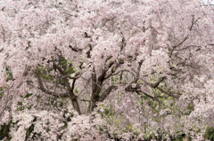 桜花　勢い