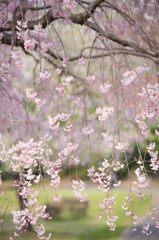 しだれ桜　雅