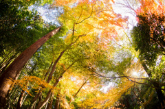 秋の宴　平林寺　Ⅲ