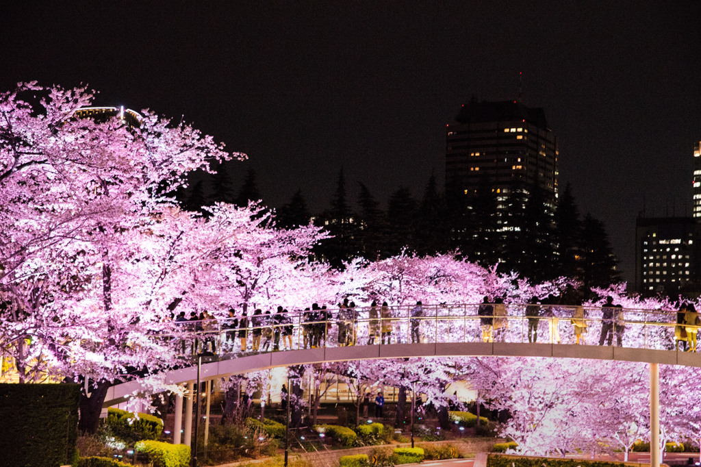 Tokyo Sakura　Ⅵ
