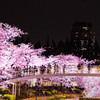 Tokyo Sakura　Ⅵ