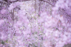 しだれ桜　艶