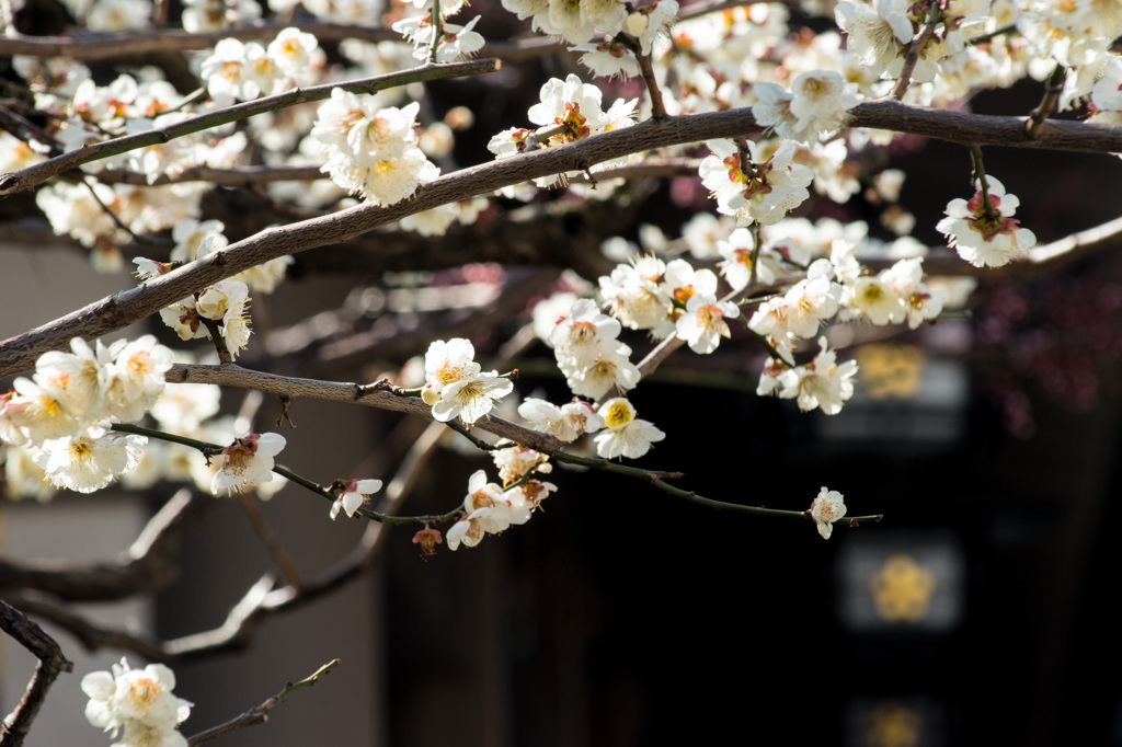 学問の神　Ⅱ