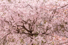 桜花　初春
