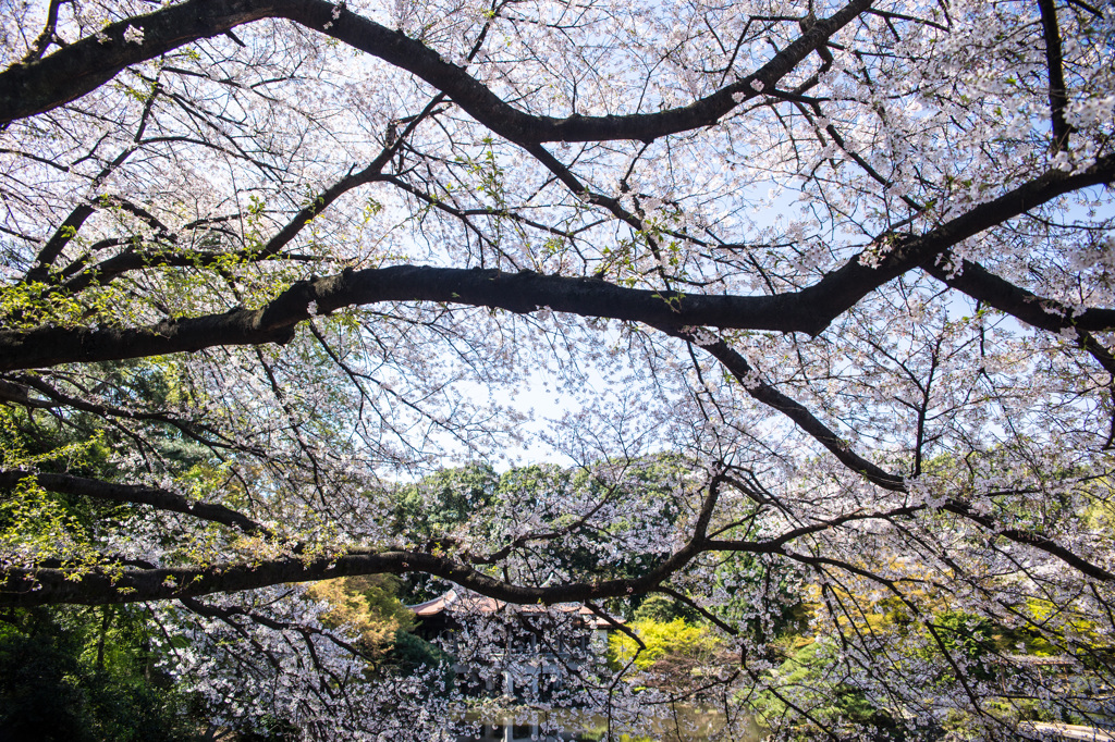 桜　爛漫　Ⅱ