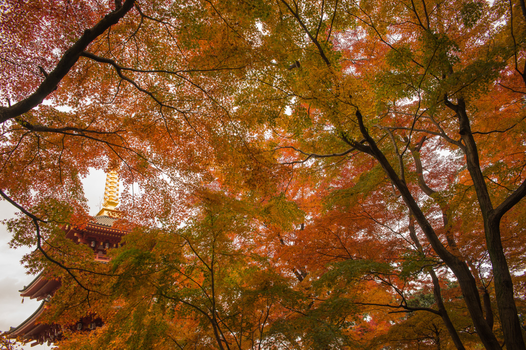 京都に行けなかったから、そうだ！高幡不動に行こうⅡ