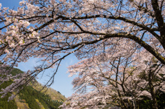 鯉のぼり　桜