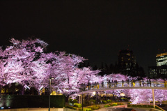 Tokyo Sakura Ⅲ