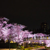 Tokyo Sakura Ⅲ
