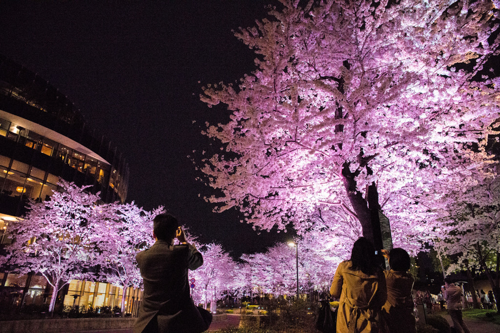 Tokyo Sakura　Ⅳ