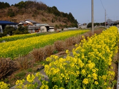 菜の花