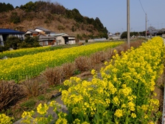 菜の花