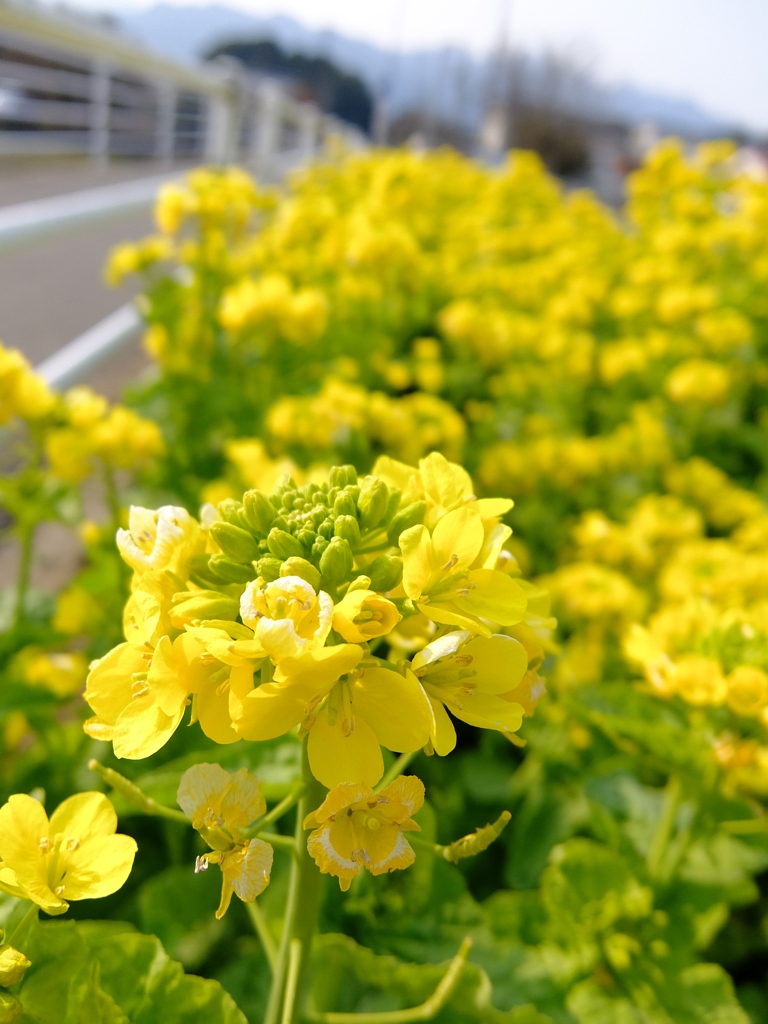 歩道沿いの咲く菜の花