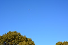 青空と凧