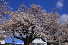 犀川の桜