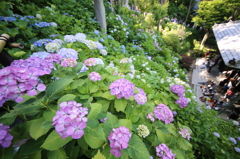 長谷寺の紫陽花