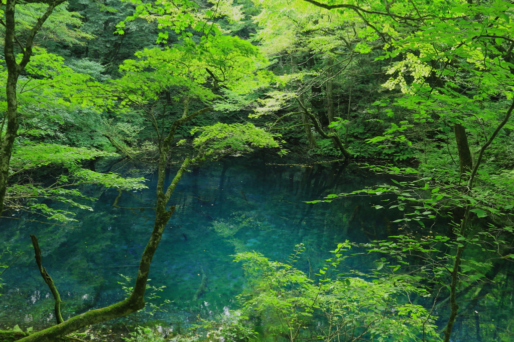 十二湖・沸壺の池