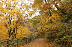 鳴子峡の紅葉2