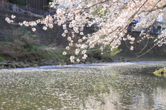 大岡川の桜4