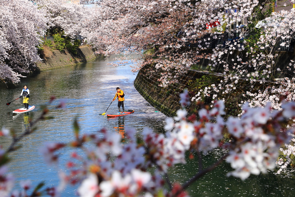 大岡川の桜6