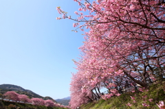河津桜並木