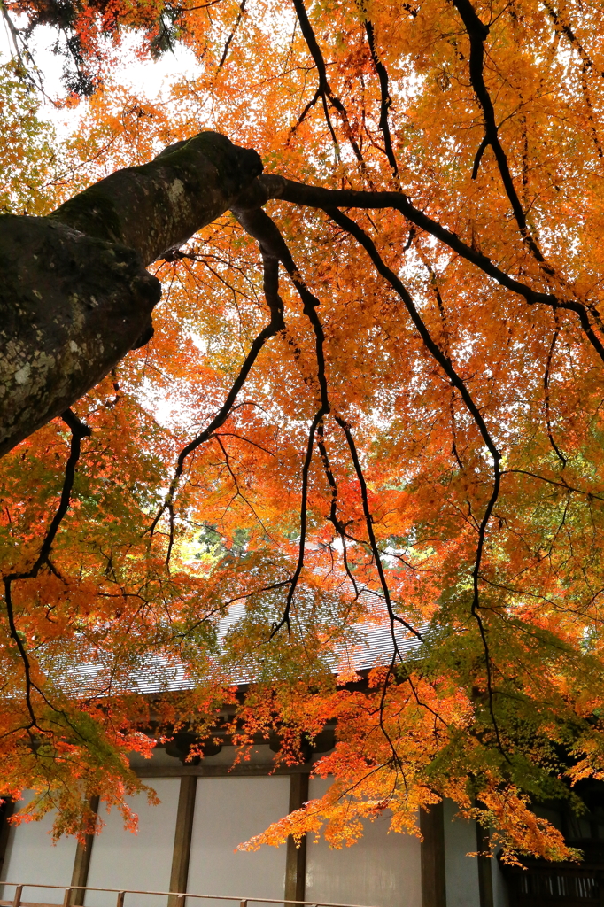 中尊寺金色堂の紅葉