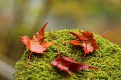 雨降りの紅葉