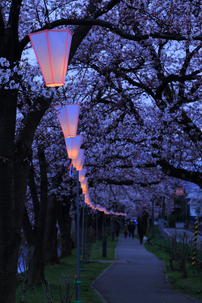 100万人が観る桜1