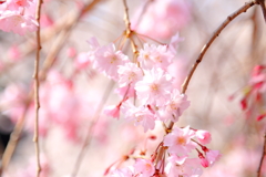 大岡川の桜3