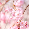 大岡川の桜3