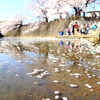 大岡川の桜5