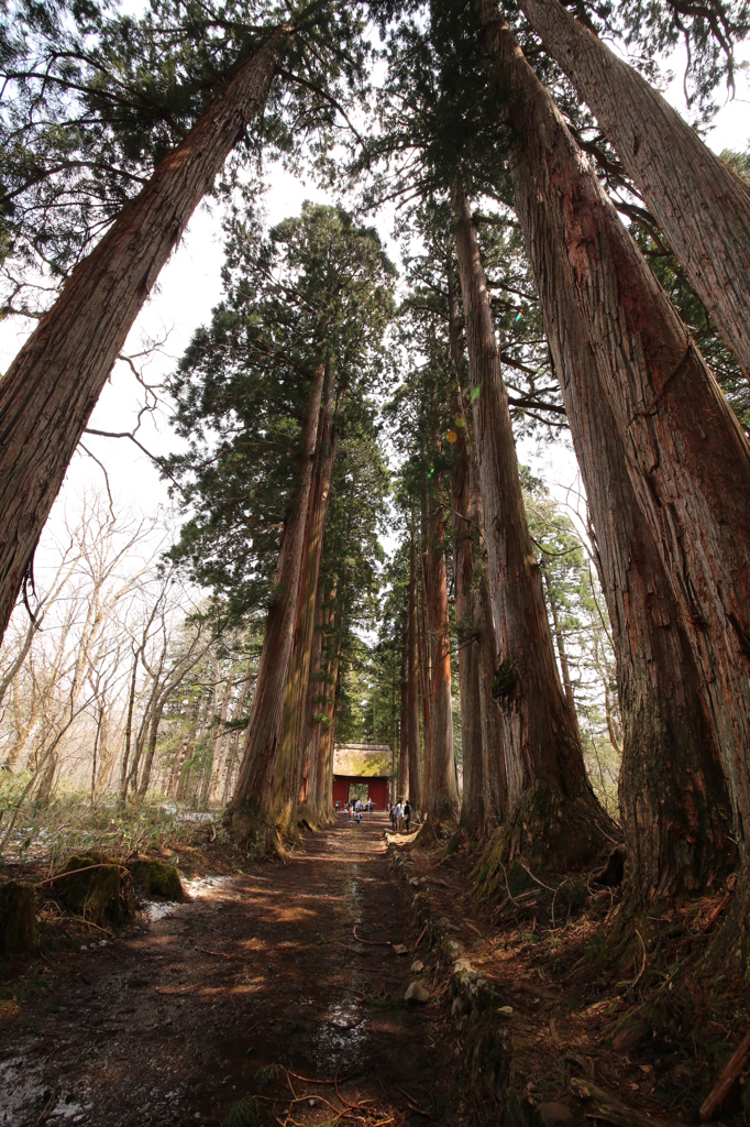 戸隠神社の杉並木