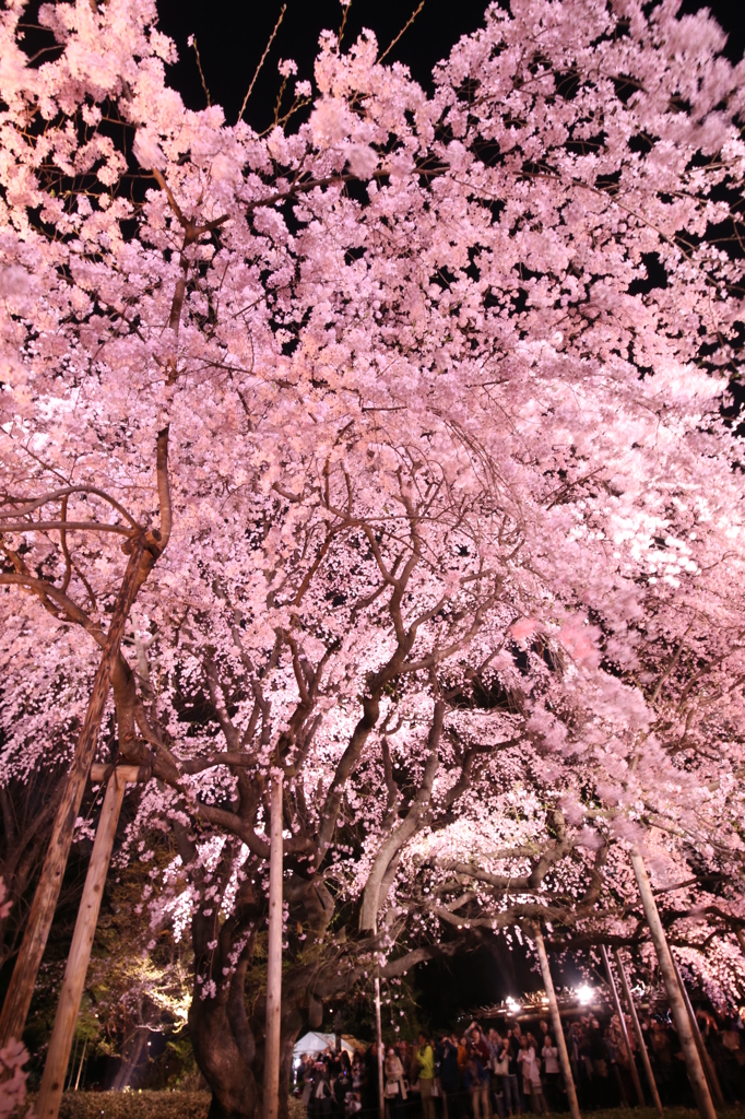 六義園の枝垂れ桜