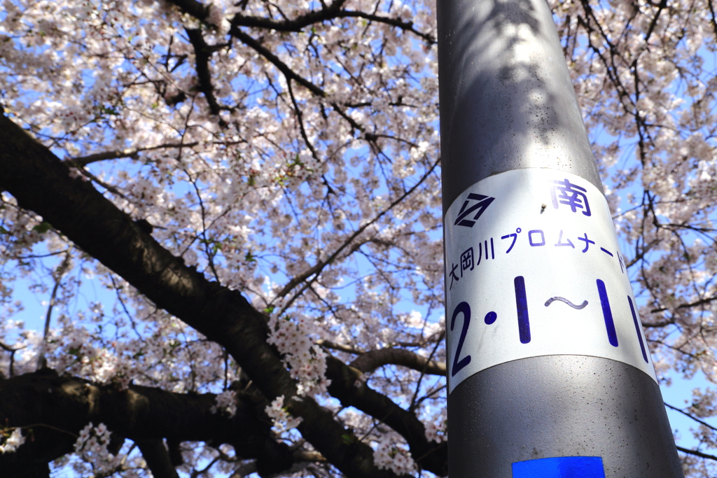 大岡川の桜1