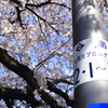大岡川の桜1