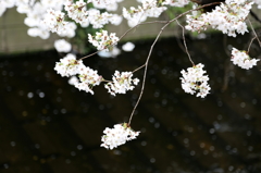 目黒川の桜