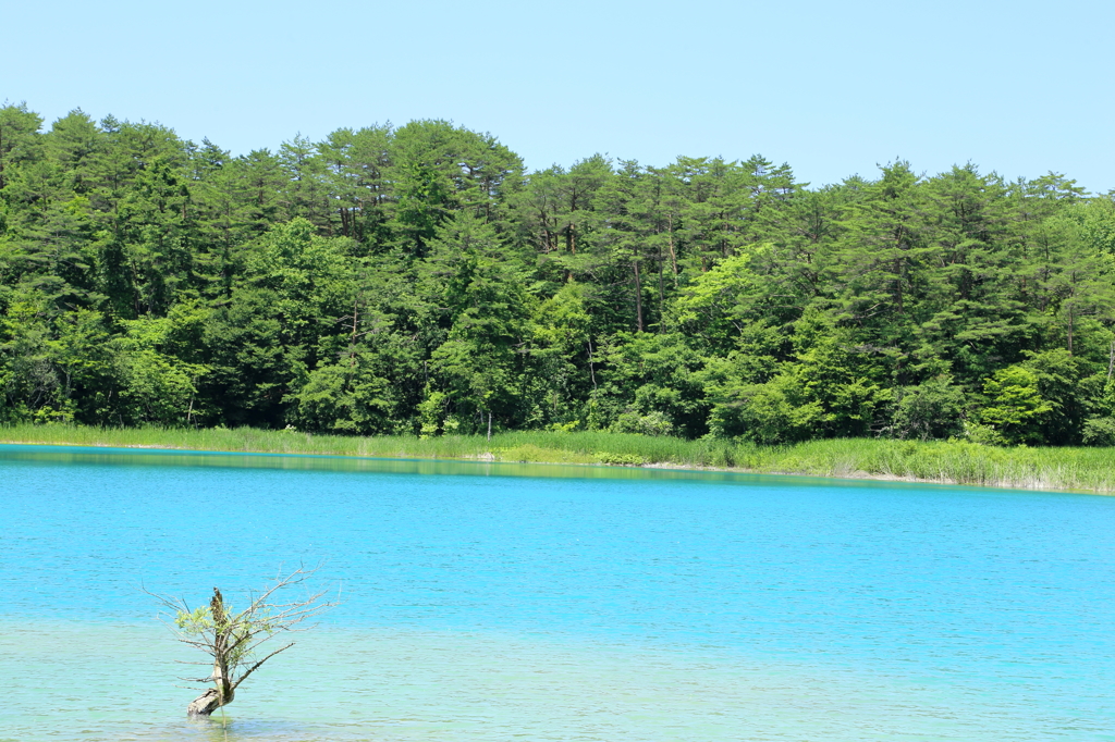 五色沼・弁天沼の青