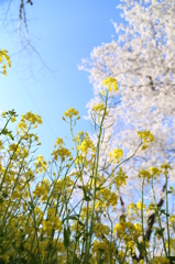 桜と菜の花