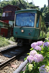 江ノ電と紫陽花