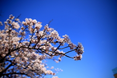 大岡川の桜7