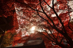 紅葉