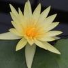 水の花