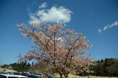 河津桜Ⅴ