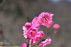散りかけ梅