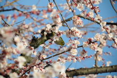 桜とメジロ④