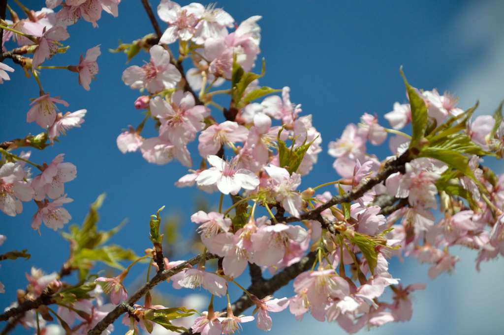河津桜